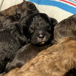 Shihpoos from Randee's Shihpoos