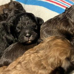 Shihpoos from Randee's Shihpoos