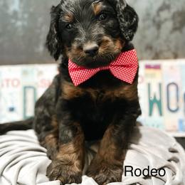 Rodeo - Phantom male Goldendoodle puppy in Pasco, Washington from Camp Doodle Woods