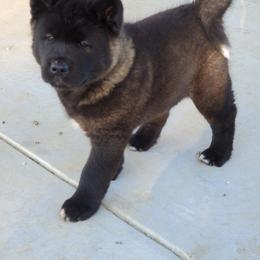 Akita Puppies from Folklore Akitas