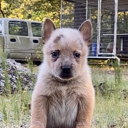 Rocket - Red speckled male Australian Cattle Dog puppy in Devalls Bluff, Arkansas from Coolhand's Australian Cattle Dogs