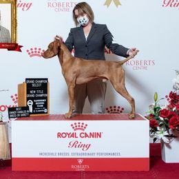 Ryder - Vizsla