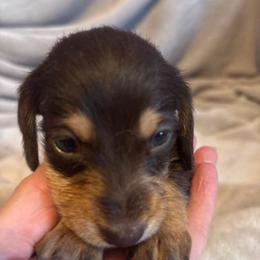 Beni Silky Wire - Chocolate and tan male Dachshund puppy in Argos, Indiana from TKO Doxies