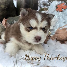 Lasso - Red and white male Siberian Husky puppy in Addison, Michigan from Gray Run Siberian Huskies