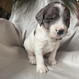 Sundance - Merle female Saint Berdoodle puppy in Traverse City, Michigan from Bare Paws Saint Berdoodles