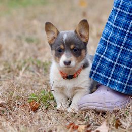 Girl 3 - Blue female Pembroke Welsh Corgi puppy in Ocala, Florida from Dolan Farms Corgis