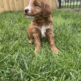 Washington (Orange) - Parti male Goldendoodle puppy in Casper, Wyoming from 307 Doodles