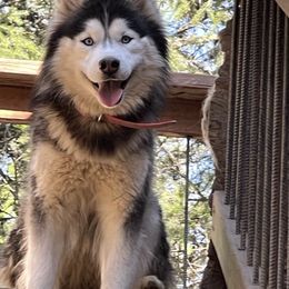 Darcy - Siberian Husky