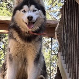 Darcy - Siberian Husky