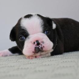 Tiger - Black brindle and white male Boston Terrier puppy in Plymouth, New Hampshire from Punk Kennels