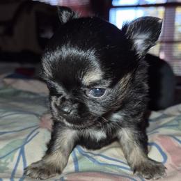 Gretel - Black and tan female Chihuahua puppy in Amelia, Virginia from Pannell’s Precious Pups