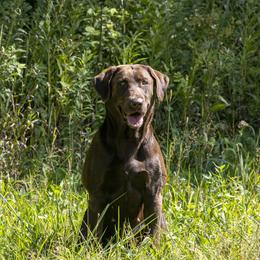 Ivy - Labrador Retriever