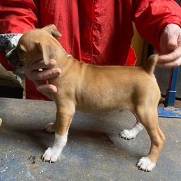 Boy 1 - Rat Terrier puppy from DHart Farm & Kennel