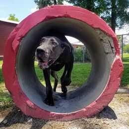 Great Danes from Unique Danes