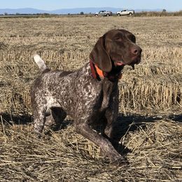 LuLu - German Shorthaired Pointer