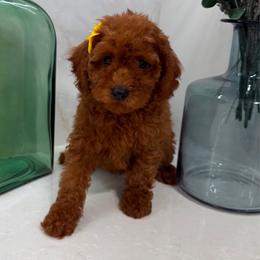 Nala - Red female Cavapoo puppy in Mint Hill, North Carolina from DoodleForever