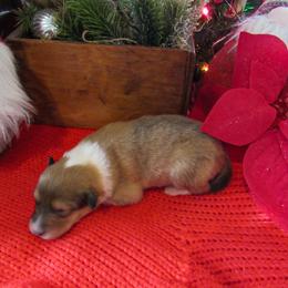 Cupid - Sable and white female Collie puppy in Morocco, Indiana from Collegiate Bassets and Rheign Collies