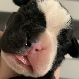 Girl 1 - Boxer puppy in Henderson, Tennessee from Vom Broadvalley