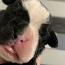 Girl 1 - Boxer puppy in Henderson, Tennessee from Vom Broadvalley