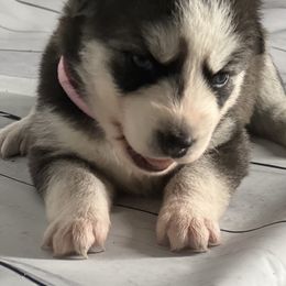 Girl 4 - Siberian Husky puppy in Michigan from DkG kennel LLC.