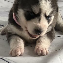 Girl 4 - Siberian Husky puppy in Michigan from DkG kennel LLC.