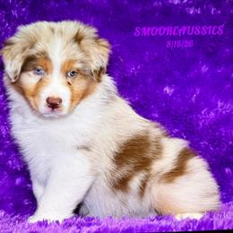 ZEPHYR - Red merle male Australian Shepherd puppy in Douglas, Georgia from Smooreaussies
