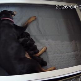 Female 3 - Black and tan female Rottweiler puppy in Mcminnville, Oregon from JHB Rottweilers