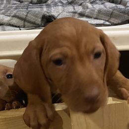 Vizsla Puppies from Carlson Vizslas