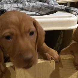 Vizsla Puppies from Carlson Vizslas