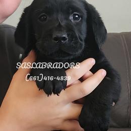 Girl 1 - Black female Labrador Retriever puppy in Palmdale, California from Sweet As Sugar Labradors
