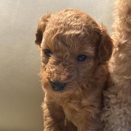 Gigi - Red  female Poodle puppy in Auburn, Georgia from Southern Poodles