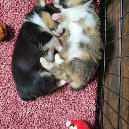 American Corgi Puppies from Piney Woods Corgis