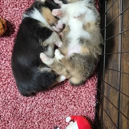 American Corgi Puppies from Piney Woods Corgis