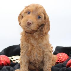 Taj - Red female Australian Cobberdog puppy in Bellingham, Minnesota from Whispering Prairie Australian Cobberdog