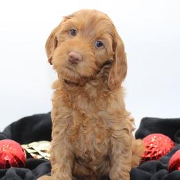 Taj - Red female Australian Cobberdog puppy in Bellingham, Minnesota from Whispering Prairie Australian Cobberdog