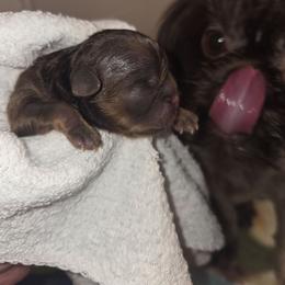 Zero - Chocolate and tan male Shih Tzu puppy in Fairview Park, Ohio from Sunshine Shih tzus