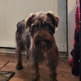 Hershey - Miniature Schnauzer