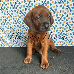 Bear - Red male Redbone Coonhound puppy in Mount Pleasant, Texas from Harmons Hounds