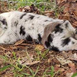 Australian Shepherd Puppies from Aussieway
