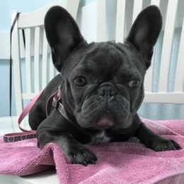 French Bulldogs from Pure Devotion Frenchies