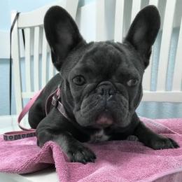 French Bulldogs from Pure Devotion Frenchies