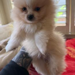 Coco - Cream female Pomeranian puppy in Antioch, California from Munoz pomms