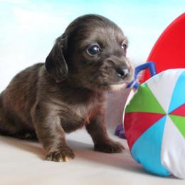 Behr - Dapple male Dachshund puppy in Pace, Florida from Shoebox Doxie’s