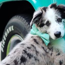 Border Collies from Eastwillow Border Collies