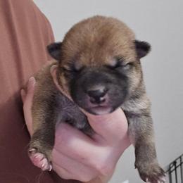 Mizuki - Red female Shiba Inu puppy in Marianna, Florida from Diwasou