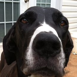 Great Danes from Kwdanes