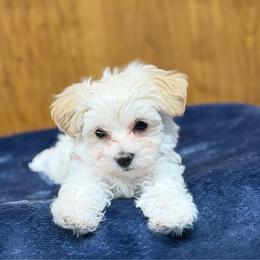 Girl 5 - White and tan female Morkie puppy in Beebe, Arkansas from Cedar Hill Kennel
