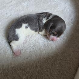 Blue Piebald Girl - Gray (blue) female Dachshund puppy in Choctaw, Oklahoma from TS Performance Horses & Dachshunds