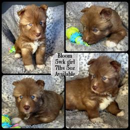 Bloom - Red and white female Siberian Husky puppy in Florence, Kentucky from Moonlight Howl Huskies