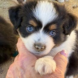 Pixie - Black tri female Toy Australian Shepherd puppy in Tremont, Tennessee from 2 Blue Toy Aussies